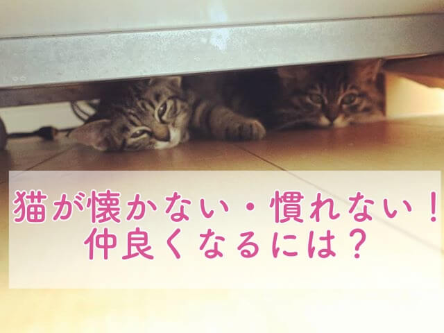 保護猫を飼っているけれど懐かない 人に慣れない 仲良くなるにはどうすればいい ごまくるみといっしょ